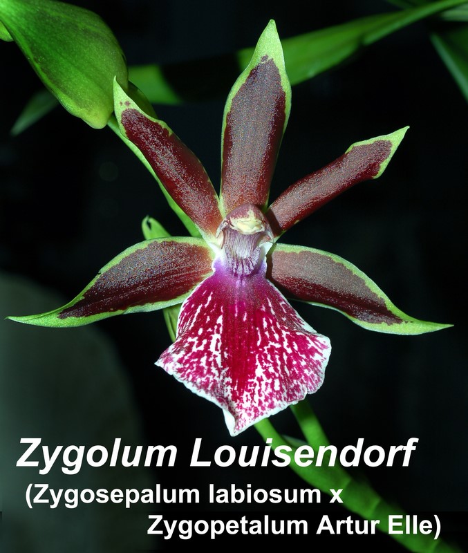 Zygolum Louisendorf - 4"